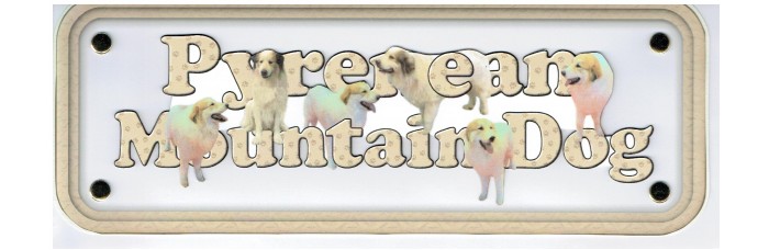 Pyrenean Mountain Dog